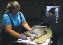  ?? Paul Chinn / The Chronicle ?? Dr. Cara Field anesthetiz­es a sea lion before performing a gastroscop­y procedure at the Marine Mammal Center.