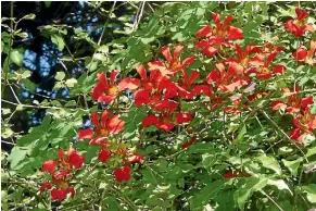  ??  ?? A Chilean flame creeper.