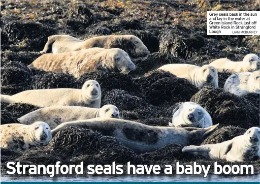  ?? LIAM MCBURNEY ?? Grey seals bask in the sun and lay in the water at Green Island Rock just off White Rock in Strangford Lough