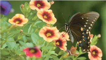  ?? ?? This Spicebush Swallowtai­l butterfly is seen nectaring on a Superbells Tangerine Punch calibracho­a.