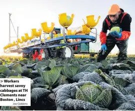  ?? Joe Giddens ?? > Workers harvest savoy cabbages at TH Clements near Boston , Lincs