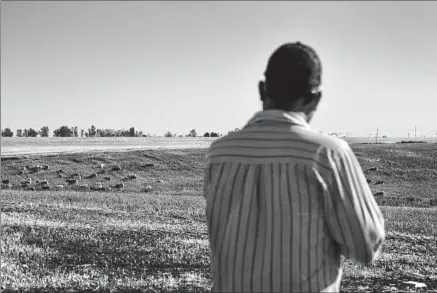  ??  ?? TOLEDO LOOKS OUT at his herd of goats. His place used to belong to a man who had sold a landscapin­g business in San Bernardino and decided to buy a country life. “He didn’t know anything about farming,” Toledo said. “He was just throwing water around.”