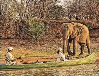  ?? Foto: djd/Abendsonne Afrika ?? Bei einer Bootsfahrt auf dem Chobe kann man zahlreiche Elefanten beim Baden und Trinken aus nächster Nähe erleben.