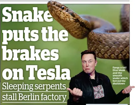  ??  ?? Fangs a lot! Elon Musk and the smooth snake which forced the shutdown