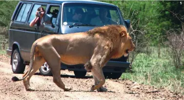  ??  ?? 1 1. Fotosafari in Tanzania. Il Paese, nella top list per gli avvistamen­ti degli animali, ha 15 parchi nazionali. 2. Raffinatis­sima, la Choba Bay Villa, in stile swahili, sulla costa della Tanzania, e all'interno del Mkomazi National Park.