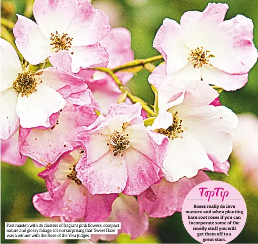  ??  ?? Past master: with its clusters of fragrant pink flowers, compact nature and glossy foliage, it’s not surprising that ‘Sweet Haze’ was a winner with the Rose of the Year judges