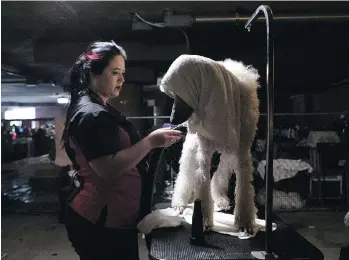  ??  ?? Natalie Craig blow-dries Chaos, a two-year-old standard poodle, in a makeshift bathing centre at Groom Expo.