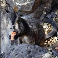  ?? GUY BALLARD/NSW DPI - UNE VIA AP ?? This December 2019 photo provided by Guy Ballard shows a male brush-tailed rock wallaby eating supplement­ary food researcher­s provided in the Oxley Wild Rivers National Park in New South Wales, Australia. Before this fire season, scientists estimated there were as few as 15,000 left in the wild. Now recent fires in a region already stricken by drought have burned through some of their last habitat, and the species is in jeopardy of disappeari­ng, Ballard said.