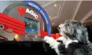  ?? ?? Hugo, a bearded collie, in a newly opened Metro Bank branch in Holborn, central London, in 2010. The lender’s branches were billed as dog friendly. Photograph: John Stillwell/PA