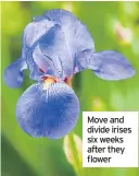  ??  ?? Move and divide irises six weeks after they flower