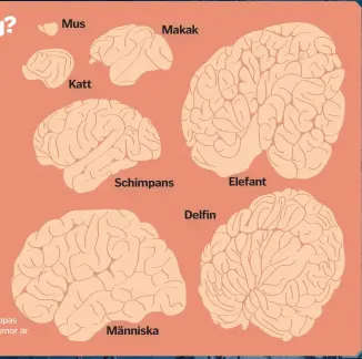  ??  ?? Många rynkor på hjärnan förknippas med högre intelligen­s (dessa hjärnor är inte en helt korrekt måttstock).