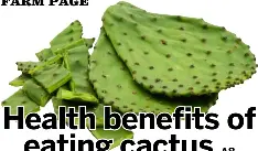 Health benefits of eating cactus - PressReader