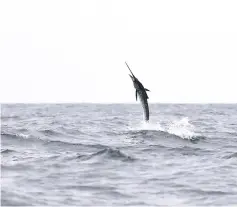 ??  ?? A sailfish jumps out of the water trying to free itself from an angler’s hook. — Bernama photos