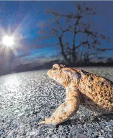  ?? FOTO: PATRICK PLEUL ?? Das dürfte kein gutes Ende nehmen. Selbst wenn Kröten nicht überfahren werden, dürfte der Sog unter dem Auto sie verletzen. In den nächsten Wochen sollten Autofahrer wegen der Amphibienw­anderung auf die Tiere Acht geben.