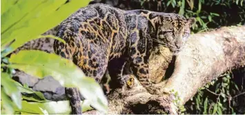  ?? Foto: picture alliance/Alain Compost/WWF Canon ?? Der Nebelparde­r ist eine Großkatze, die vor allem auf den Bäumen asiatische­r Wälder unterwegs ist. Dort macht sie Jagd auf ver schiedene Affenarten.