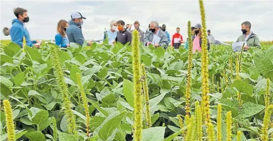  ??  ?? En primer plano. El yuyo colorado, una de las especies con mayor cantidad de resistenci­as y dispersión geográfica. Atrás, productore­s, en debate.