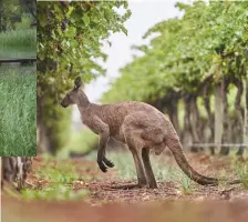  ??  ?? including ’roos in the vineyards (below), along its 8km walkway.