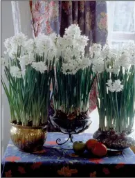  ??  ?? Paperwhite narcissus grow readily indoors, in soil or anchoring media with water.