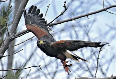  ?? DESIREE ANSTEY/ JOURNAL PIONEER ?? Harris the hawk swoops through the branches of the trees with his eyes hooked on his prey.