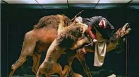  ?? Post-Gazette ?? The diorama “Lion Attacking a Dromedary” at Carnegie Museum of Natural History is at the heart of “The Camel Driver,” a soon-to-be-released novel by Leonard Krishtalka.