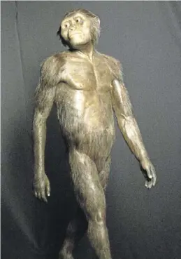  ?? AP / PAT SULLIVAN ?? Uno de los ‘Australopi­thecus’ hallados en Etiopía.