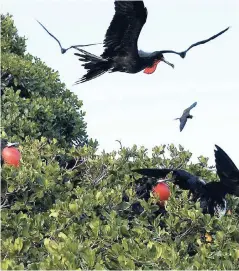  ?? FILE ?? Frigate birds fly about in Portland Bight, southern Jamaica.