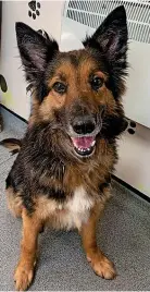  ?? ?? Cracker and eight-year-old German Shepherd, Jack, are looking for a home