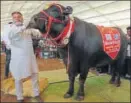  ?? HT PHOTO ?? Yuvraj is no ordinary bull. Its semen fetches its owner ~150,000 per ejaculatio­n.