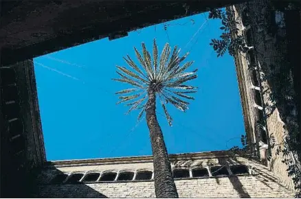  ?? DAVID AIROB ?? La palmera de la Casa de l’Ardiaca, junto a la catedral, está incluida en el catálogo de árboles de interés