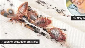  ?? ?? A colony of bedbugs on a mattress
Prof Mary Cameron