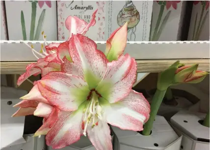  ?? THERESA FORTE PHOTOS FOR TORSTAR ?? Amaryllis have everything they need to flower packed in the bulb — these packaged bulbs were blooming right in the box on a cart in the store.