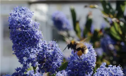  ?? Photograph: Alamy Stock Photo ?? Fears have been growing globally in recent years over the health of bees