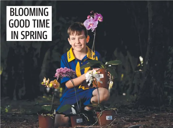  ??  ?? Cameron Dundas, 11, is set the Townsville Orchid Society’s Spring Orchid Show. Picture: Evan Morgan
