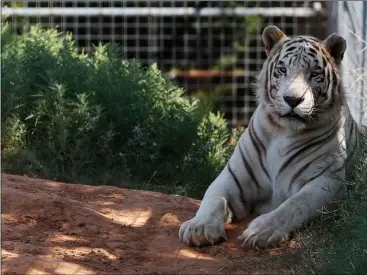  ?? AP Photo/Sue Ogrocki ?? In this 2013 file photo, one of the tigers living at the Greater Wynnewood Exotic Animal Park is pictured at the park in Wynnewood, Okla.