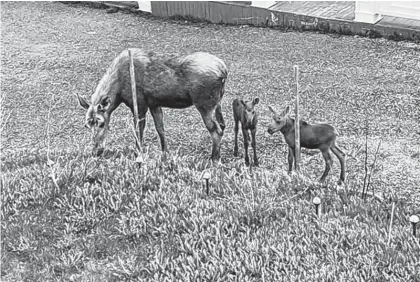  ?? CONTRIBUTE­D ?? This female moose has been bringing her calves around Dave Keats’ home in St. Anthony for the last decade.