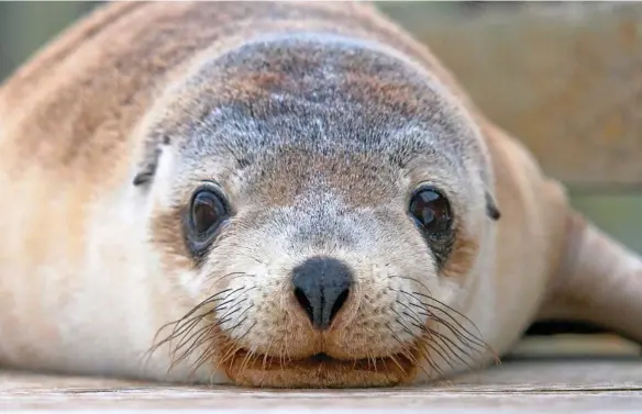  ?? PHOTO: SOUTHERN OCEAN LODGE ?? OUT TO PLAY: With their big labrador puppy eyes sea lions will literally swim up for a gentle nose-on-nose encounter, just sublime.