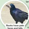  ??  ?? Rooks have pale faces and bills