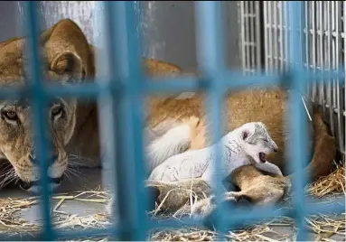  ?? — AP ?? Little
miracle: The lioness lying next to her newborn cub at the al-Ma’wa Wildlife Reserve in northern Jordan.