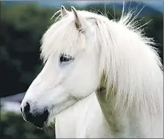  ?? — Submitted photo ?? Max, a Newfoundla­nd pony, belongs to Peter Halley in St. John’s.