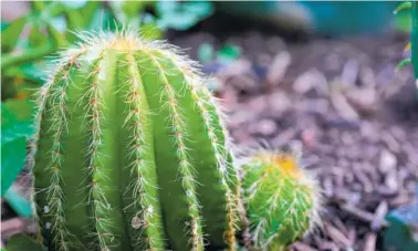  ?? BENNY SNYDER/THE ASSOCIATED PRESS ?? The texture of this small cactus can be seen at close range. When taking photos in your garden, of your landscapin­g or in the natural world, elements like shutter speed, light, compositio­n and lens choice can all work together to help capture all the...