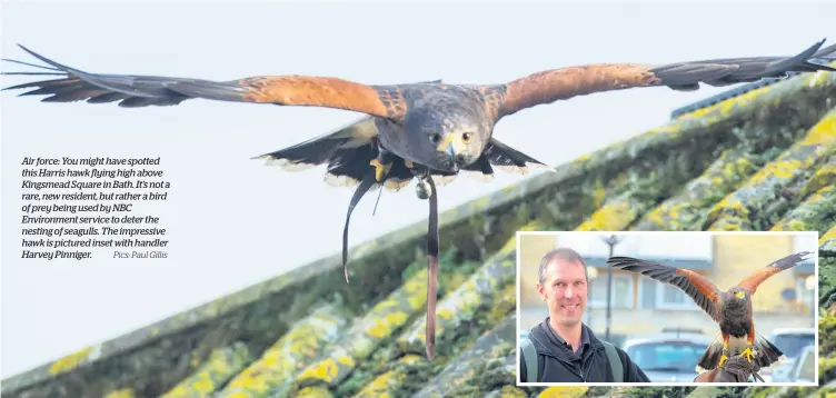  ?? Pics: Paul Gillis ?? Air force: You might have spotted this Harris hawk flying high above Kingsmead Square in Bath. It’s not a rare, new resident, but rather a bird of prey being used by NBC Environmen­t service to deter the nesting of seagulls. The impressive hawk is pictured inset with handler Harvey Pinniger.