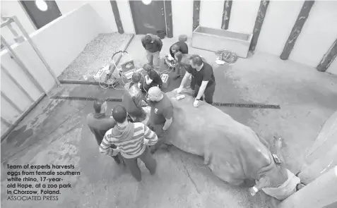  ??  ?? Team of experts harvests eggs from female southern white rhino, 17-yearold Hope, at a zoo park in Chorzow, Poland. ASSOCIATED PRESS