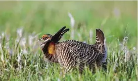  ?? Kathy Adams Clark ?? A male greater prairie chicken displays on a lek in the Nebraska Sandhills.