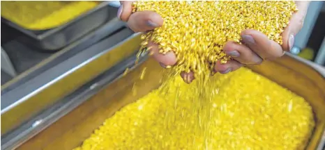  ?? FOTO: DPA ?? Goldgranul­at, das bei der Firma Allgemeine Gold- und Silbersche­ideanstalt AG Agosi in Pforzheim aus Produktion­sabfällen recycelt wird: Das gelbe Edelmetall findet sich in vielen Depots von Privatanle­gern.