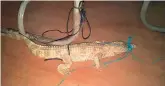  ??  ?? The crocodile was caught and tied to a desk at Chaderghat police station before being handed over to the zoo.