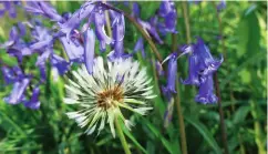  ?? ?? Wild bluebells have heads that droop like this one, whereas the flowers of the Spanish variety are far more upright. I loved finding this perfect dandelion clock in amongst the swathes of violet-blue.