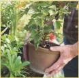  ??  ?? Pelargoniu­ms thrive outdoors in summer, but need protection from winter cold and wet. Bring them into a bright spot and water sparingly.