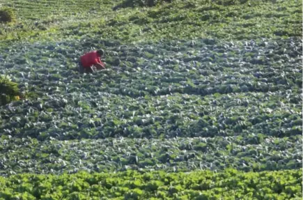  ?? Photo by Milo Brioso ?? GREENERIES. A farmer removes dead leaves and other weeds in his vegetable farm in Atok, Benguet. The town is among the top producers of temperate vegetables in the province.