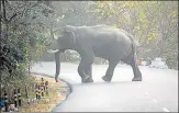  ?? RAMESHWAR GAUR/HT ?? ▪ An elephant crosses the HaridwarPa­uri road.