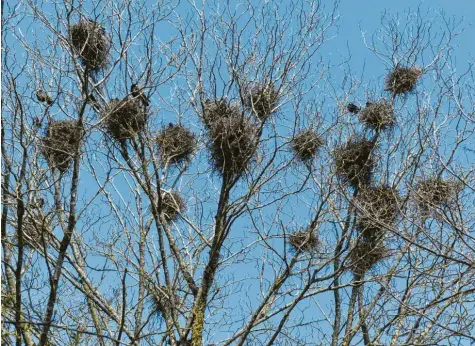  ?? Foto: Maria Schmid ?? Saatkrähen sind in hoher Zahl mittlerwei­le auch mitten in Bad Wörishofen heimisch. Die charakteri­stischen Nester sind gut zu erkennen, hier etwa auf einem Baum, der am Dietrich‰Bonhoeffer‰Weg zwischen Stadtgarte­n und Wörthbach steht.